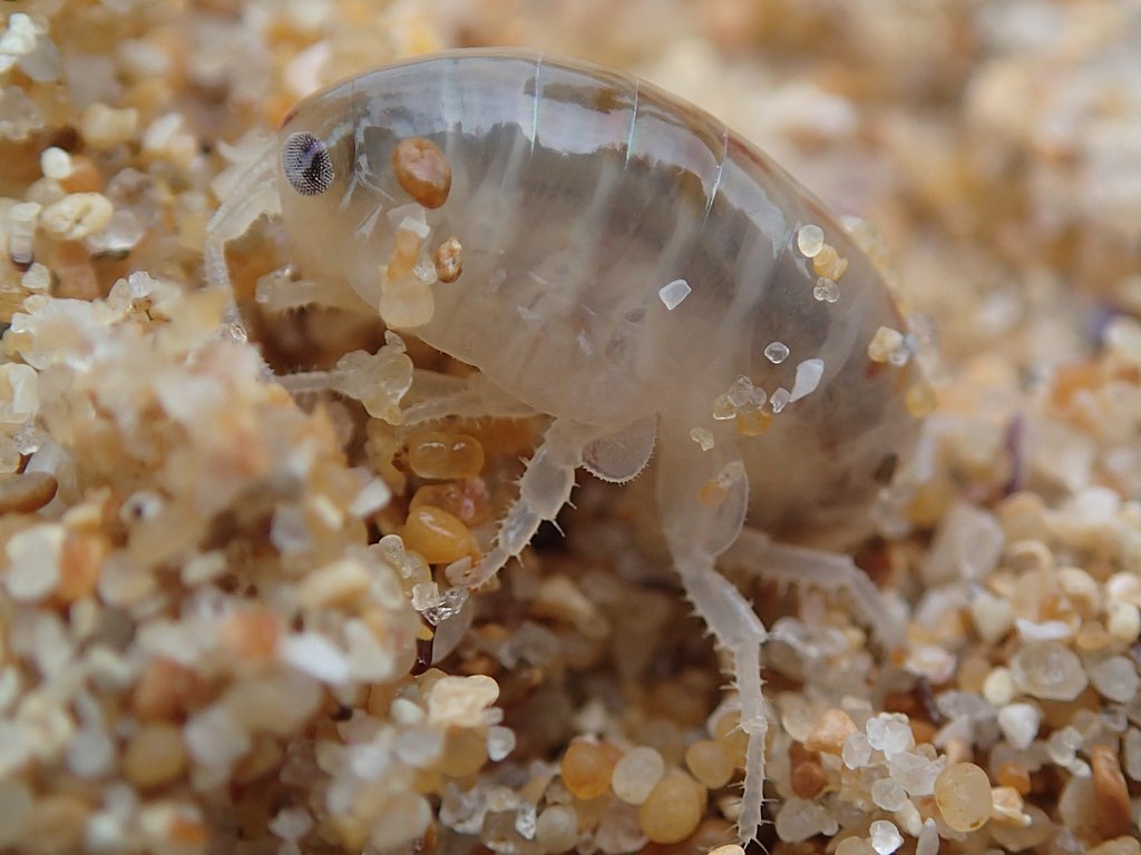 Puça de mar